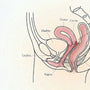 Side-view illustration of the female pelvis showing the structures involved in deep pain during sex: uterus, bladder, bowel, pelvic floor, and the Pouch of Douglas