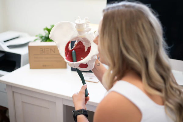 the bien pelvic floor wand is being held in the opening of a pelvic floor model to show pelvic floor muscle release to assist with pelvic pain, tight muscles and muscle spasm 