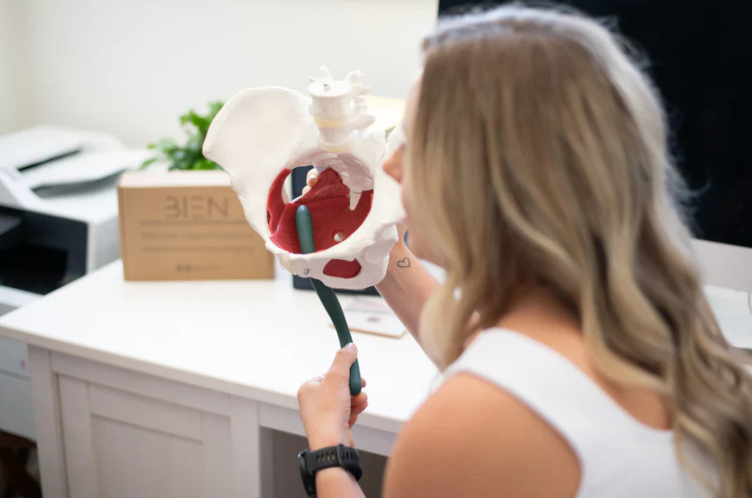 the bien pelvic floor wand is being held in the opening of a pelvic floor model to show pelvic floor muscle release to assist with pelvic pain, tight muscles and muscle spasm 